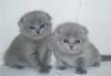 Шотландские котята превью 1039487.