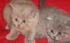 Плюшевые британские котята превью 1039712.