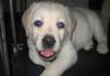 Щенки лабрадора в Саратове превью 1039872.