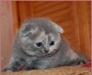 Шотландская вислоухая кошечка превью 1039944.