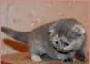 Превью Шотландская вислоухая кошечка Санкт-Петербург - 2