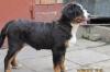 Щенки бернского зенненхунда .г.Воронеж превью 1300111.