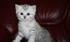 Британские котята ,Зеленоглазое Чудо превью 1300194.