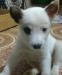 Белоснежный плюшевый щеночек превью 1301131.