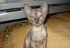 Превью Ласковые котята Корниш-Рексы Гатчина - 2