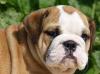 Щенки бульдожки из питомника превью 1301408.
