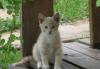 Котёнок ищет дом превью 1301443.