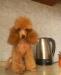 Абрикосовый той пудель мальчик превью 1301971.