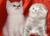 Продаются чистокровные котята от заводчика превью 1302128.