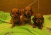 Щенки миниатюрной таксы превью 1302149.