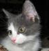 В дар котенок мальчик, 2,5 мес превью 1302189.