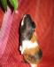 Превью Очень красивая трехцветная морская свинка Санкт-Петербург - 1