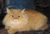 Превью Котенок-кошечка июльского рождения Москва - 4