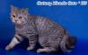 Котик окраса вискас превью 1302764.