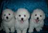 Щенки бишон фризе .залог превью 1303164.