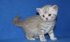 Британские рисунчатые котята превью 1304962.