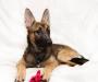 В дар- метис немецкой овчарки Алиса, 5 месяцев превью 1305019.