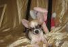 Чихуахуа гш девочка 5 мес превью 1305504.