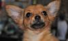 Чихуахуа - щенки небесной красоты превью 1307225.