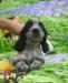 Русского спаниеля щенки превью 1307700.