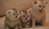 Мраморные  Британские котята превью 1308301.