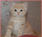 Кремовая мраморная шотландская кошечка превью 1308976.