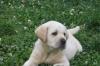 Щенки лабрадора превью 1300932.