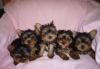 Щенки йоркширского терьера превью 1309288.