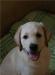 Щенок лабрадора ретривера превью 1309357.