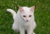 Белая ангорская кошечка- в добрые руки превью 1309575.