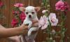 Щенки чихуа превью 1309654.