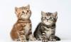 Британские мраморные котята превью 1311219.
