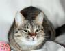 Добродушная общительная кошечка Катерина 1г превью 1311286.