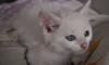 Белоснежная малышка (повреждена лапка) превью 1311329.