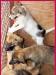 Приютские щенята в дар превью 1311372.