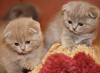 Британские и шотландские вислоухие котята превью 1311607.