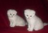 Шотландские котята (вислоухие и страйты) превью 1311853.