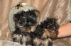 Щенки йоркширского терьера превью 1311908.