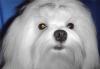 Мальтезе(мальтийская болонка)-щенки превью 1310279.
