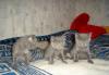 Британские голубые котята превью 1312097.