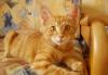Рыжуля ищет дом и заботливых хозяев превью 1312840.
