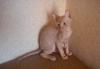 Продам котёнка корниш рекс превью 1313078.