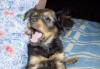 Щенки д/ш той терьера превью 1313088.