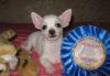 Чихуахуа мальчики 2 мес. г/ш превью 1313201.