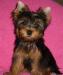 Йоркширские терьеры девочки от 25.000р превью 1313659.