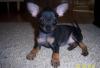Продаю  той терьера превью 1313934.