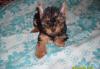 Превью Щенок Йорка Санкт-Петербург - 1