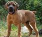 Южноафриканский мастиф - щенки бурбуля превью 1314017.