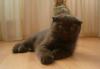 Продается котенок скотиш-фотд превью 1314442.