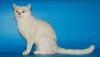 Кошечка серебристая шиншилла в дар превью 1315425.